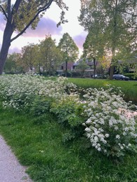 Photo of Beautiful view of cow parsley plant and trees growing near canal outdoors