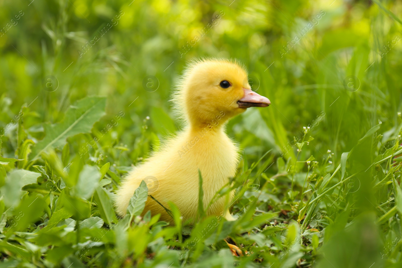 Photo of Cute fluffy duckling on green grass outdoors. Baby animal