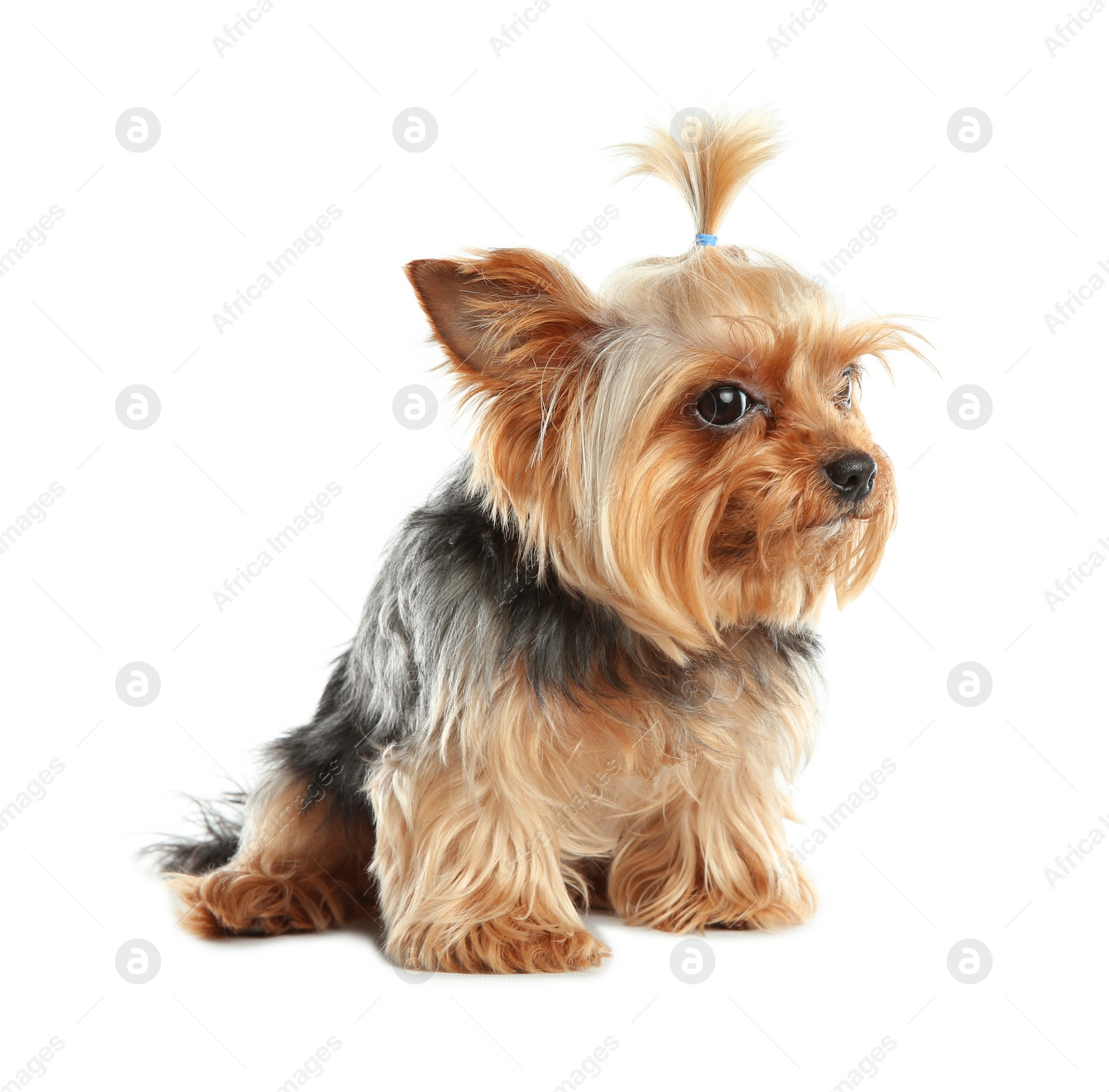 Photo of Yorkshire terrier isolated on white. Happy dog