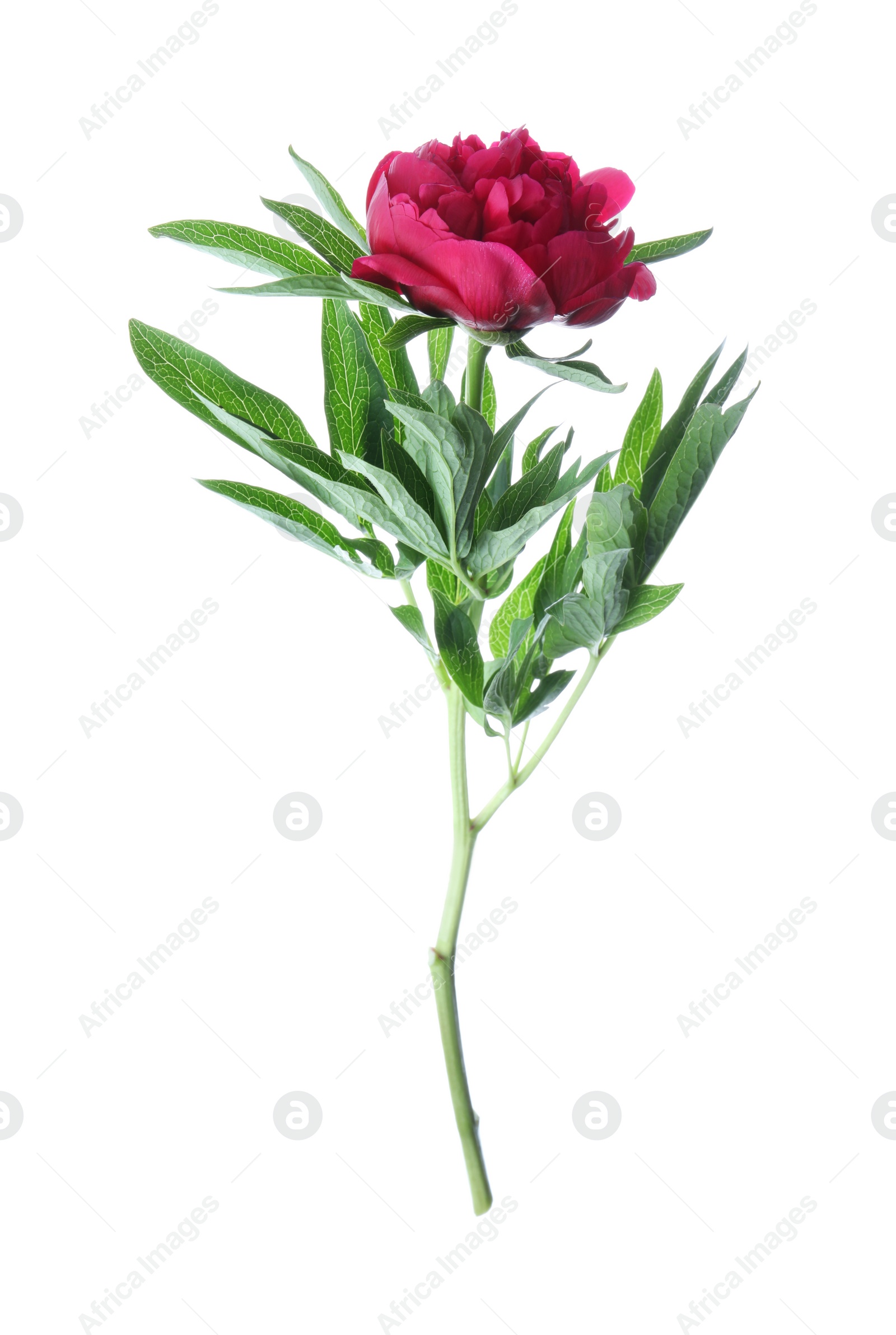 Photo of Beautiful red peony with leaves isolated on white