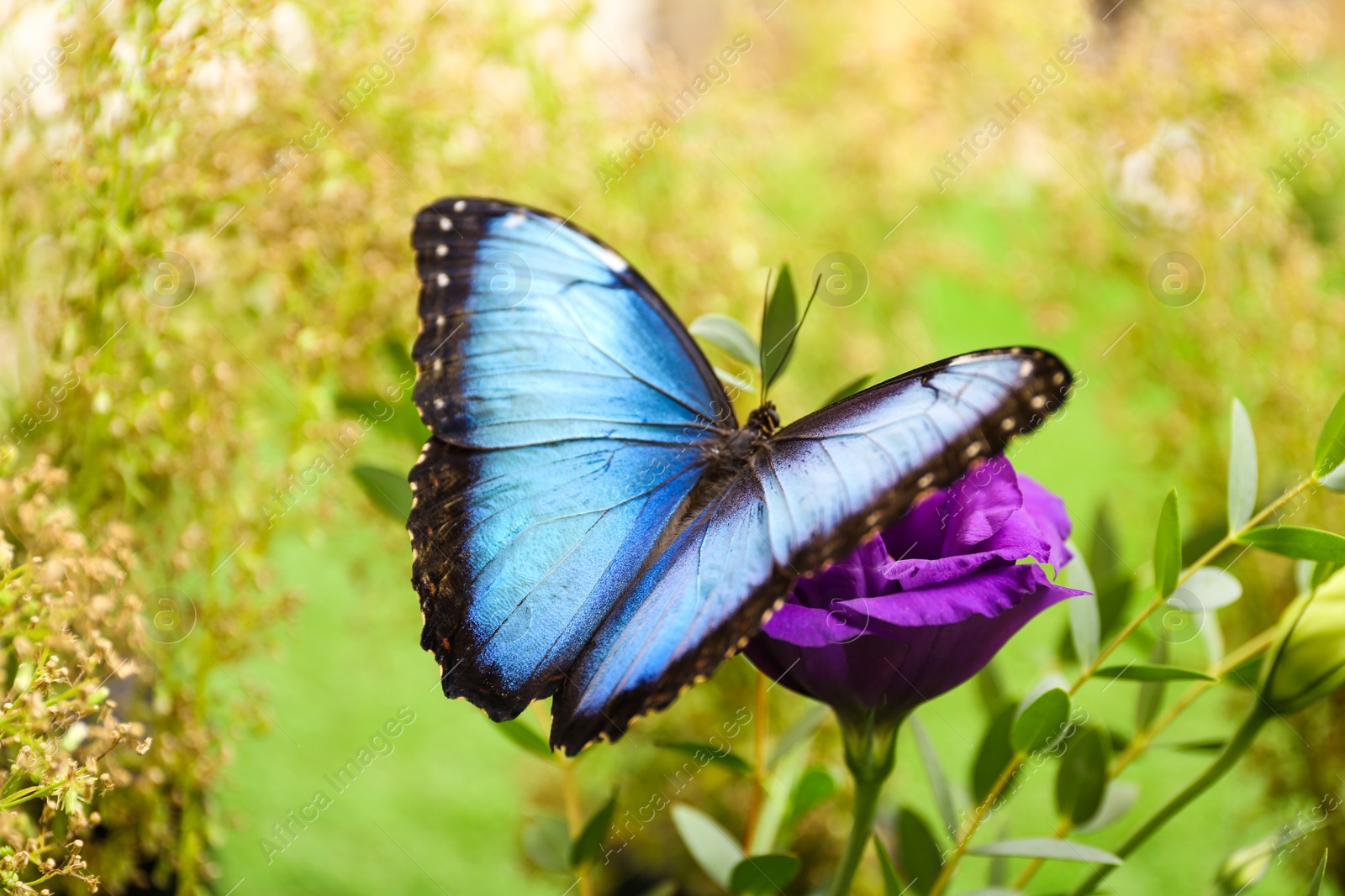 Photo of Beautiful Blue Morpho butterfly on eustoma flower outdoors