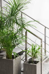 Beautiful tropical plants near stair indoors. Element of interior design