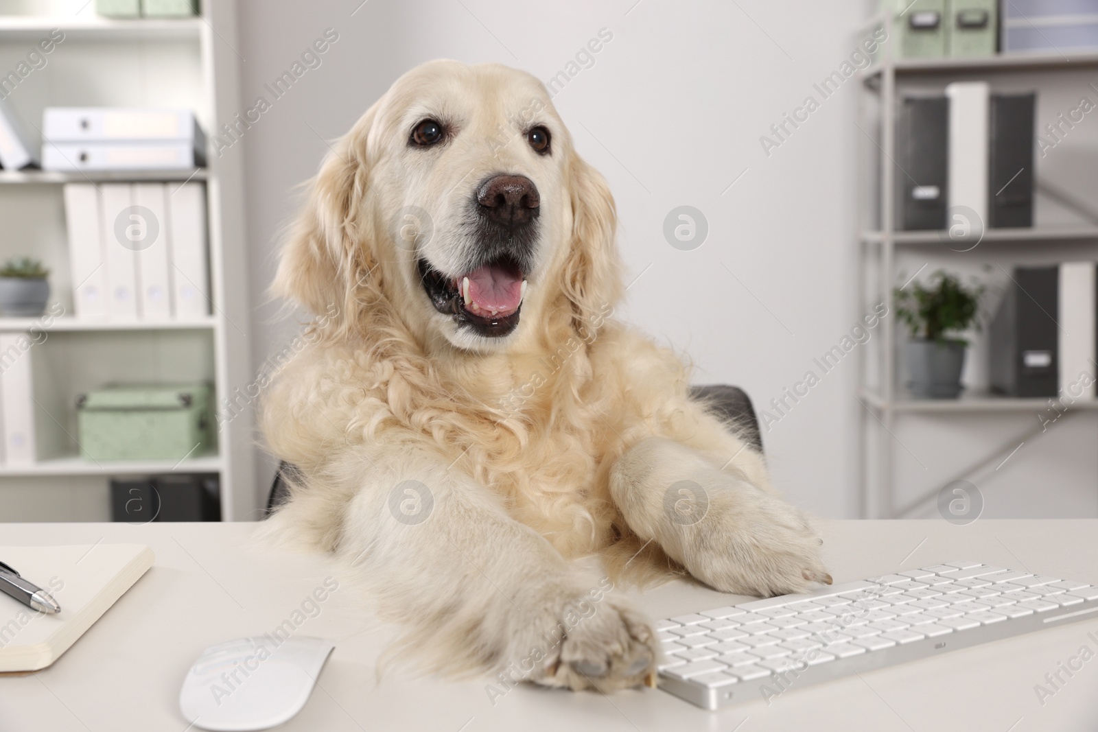 Photo of Cute retriever sitting at workplace in office. Working atmosphere