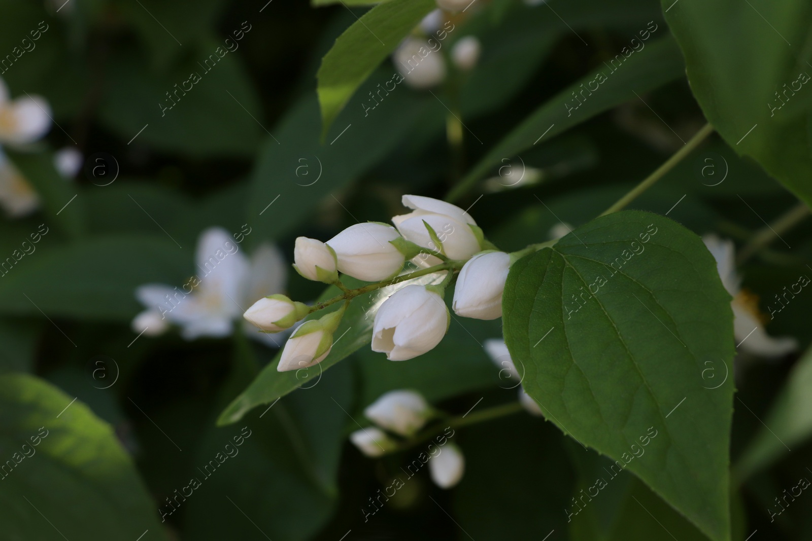 Photo of Closeup view of beautiful white jasmine shrub with buds outdoors