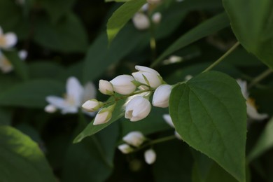 Closeup view of beautiful white jasmine shrub with buds outdoors