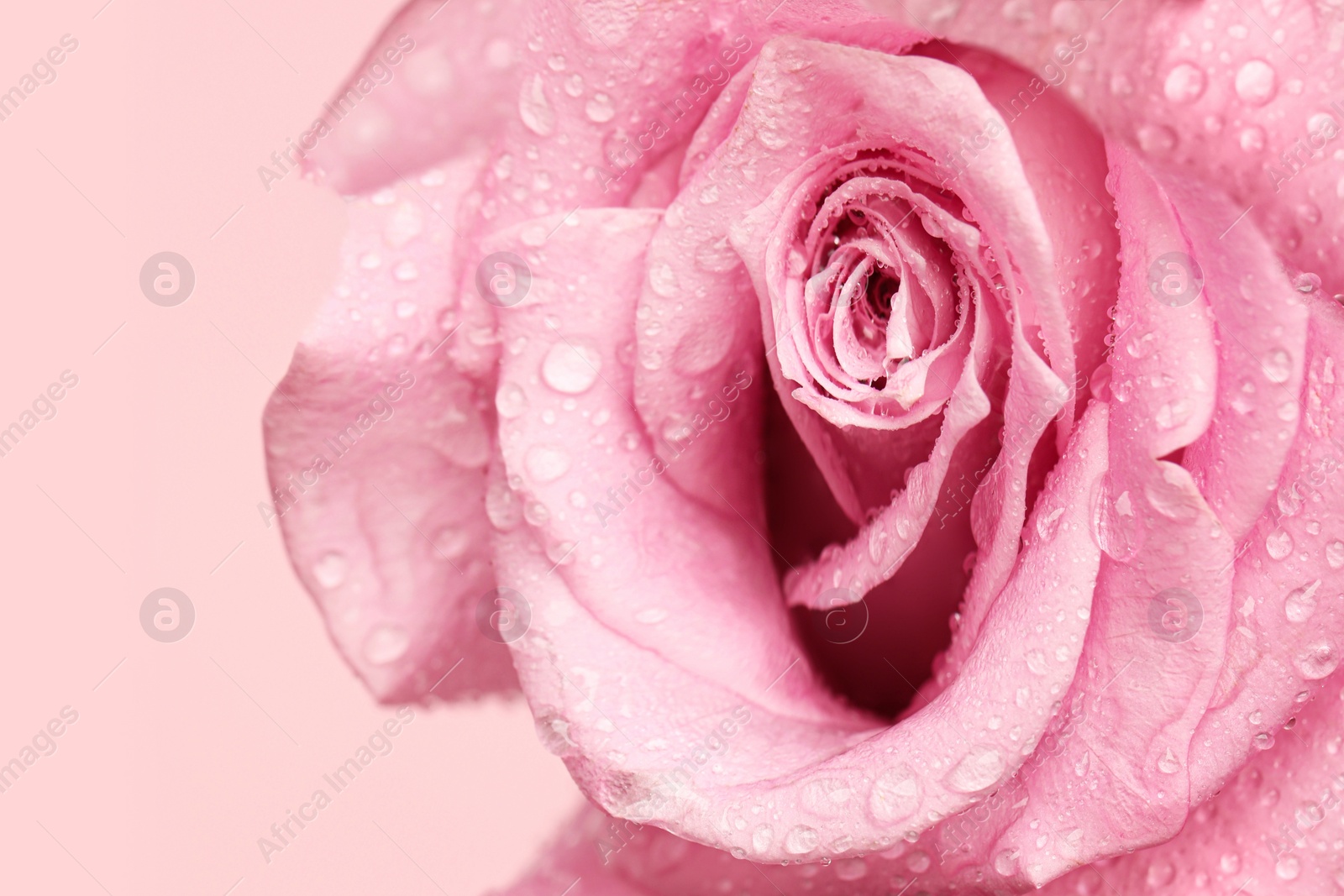 Image of Erotic metaphor. Rose bud with petals and water drops resembling vulva. Beautiful flower on beige background, closeup