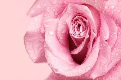 Erotic metaphor. Rose bud with petals and water drops resembling vulva. Beautiful flower on beige background, closeup
