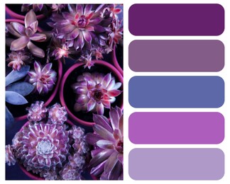Image of Color palette appropriate to photo of Many different echeverias on table, flat lay