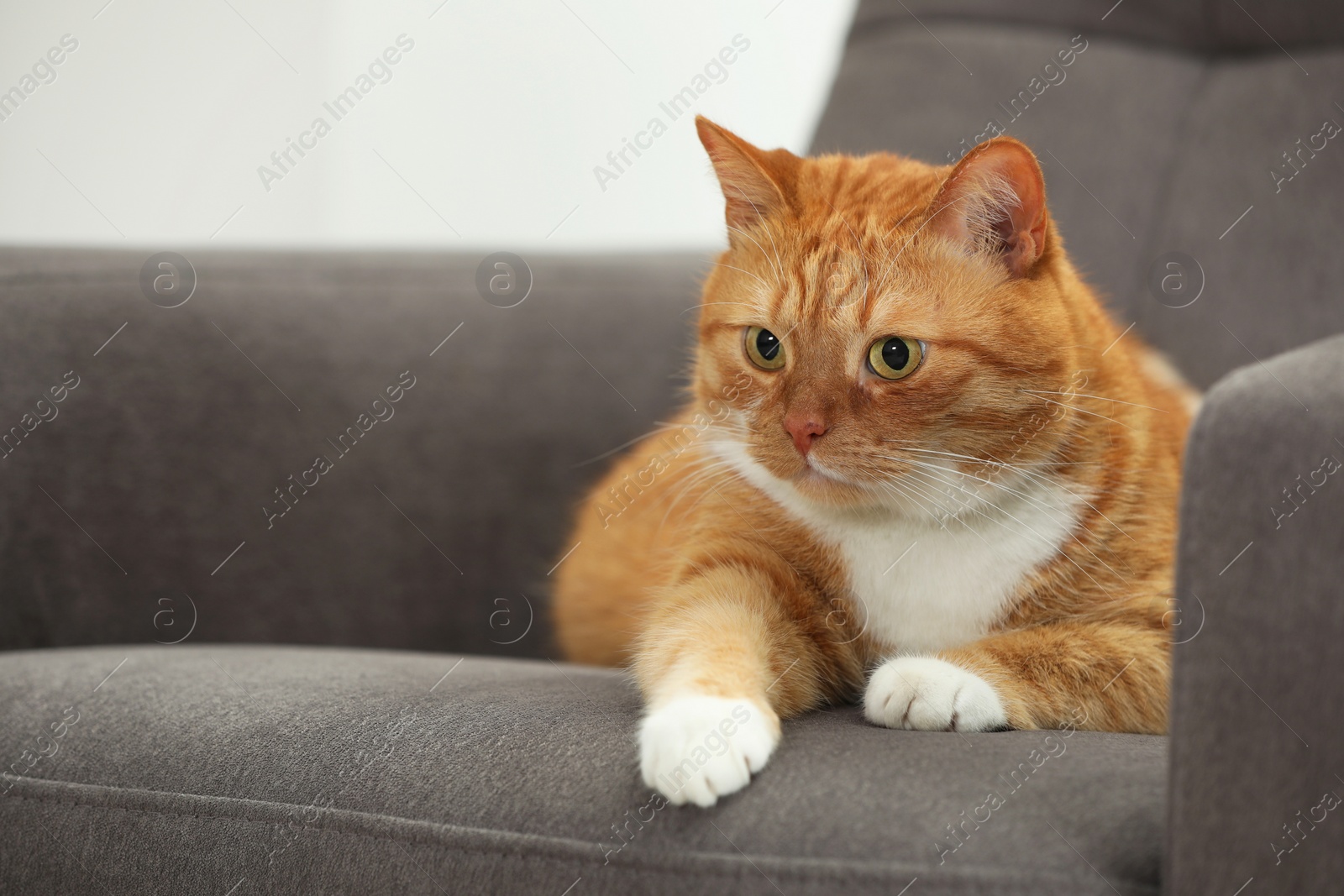 Photo of Cute ginger cat lying on armchair at home. Space for text