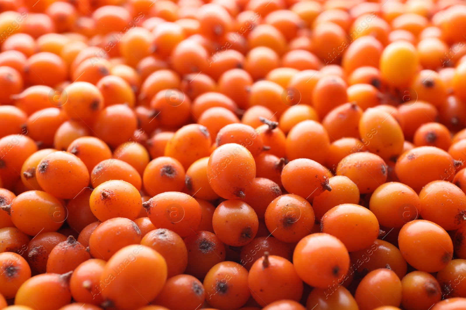 Photo of Heap of fresh ripe sea buckthorn berries as background, closeup