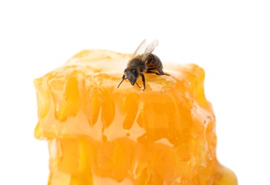 Photo of Honeycomb and bee on white background. Domesticated insect