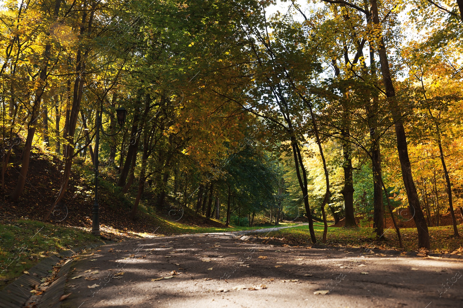 Photo of Pathway, fallen leaves and trees in beautiful park on autumn day