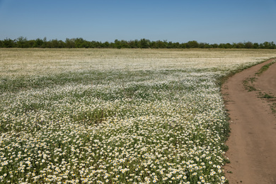 Photo of Country road going through beautiful chamomile field  on sunny day