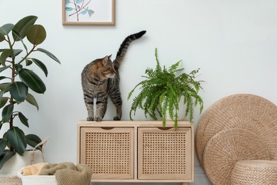 Photo of Cute tabby cat near houseplant on cabinet indoors