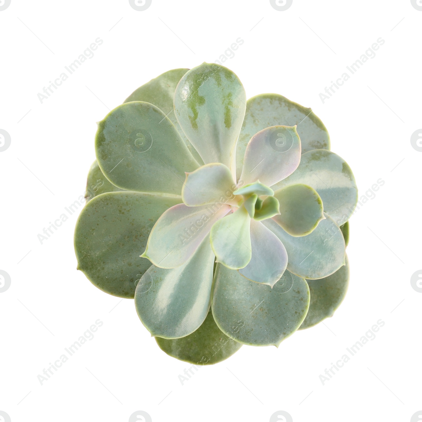 Photo of Beautiful echeveria isolated on white, top view. Succulent plant