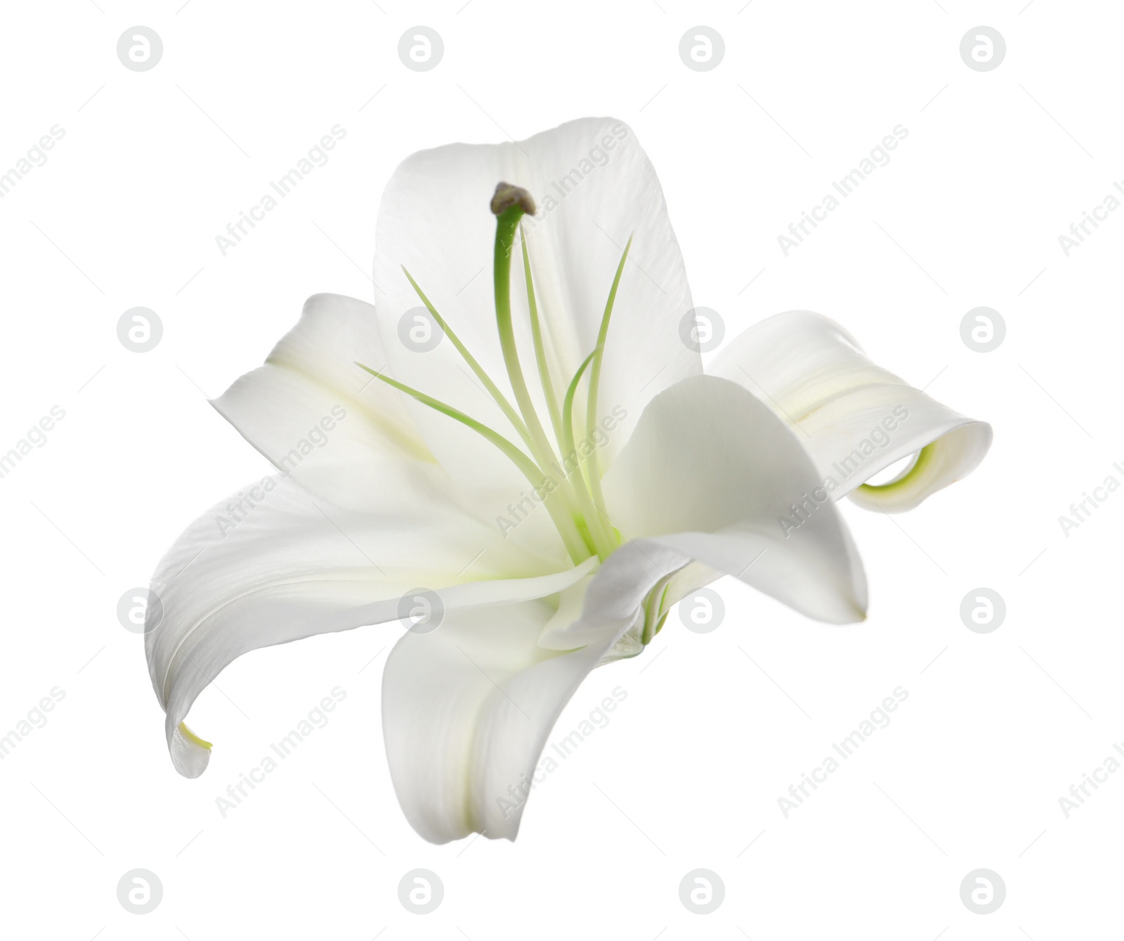 Photo of Beautiful fresh lily flower isolated on white