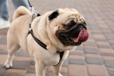 Photo of Cute pug with leash outdoors, closeup. Dog walking