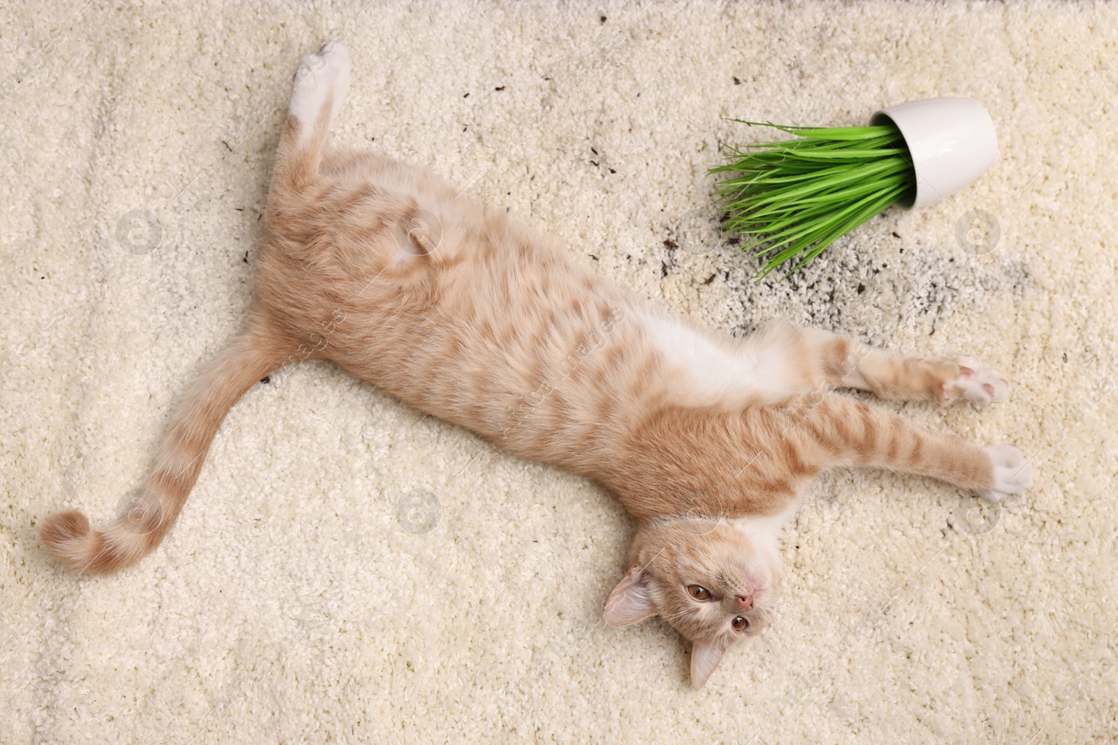 Photo of Cute ginger cat near overturned houseplant on carpet indoors, top view