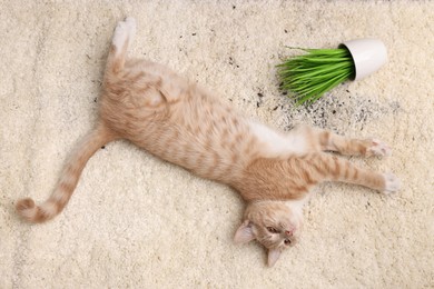 Photo of Cute ginger cat near overturned houseplant on carpet indoors, top view
