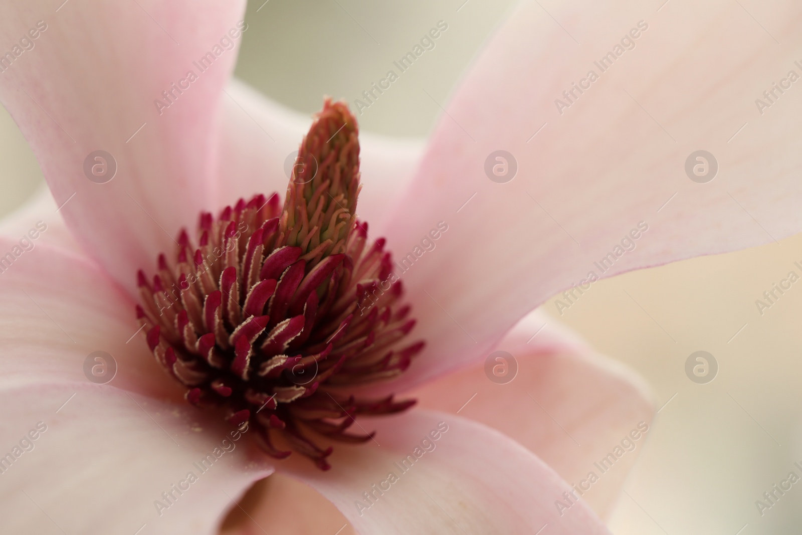 Photo of Beautiful pink magnolia flower on blurred background  closeup