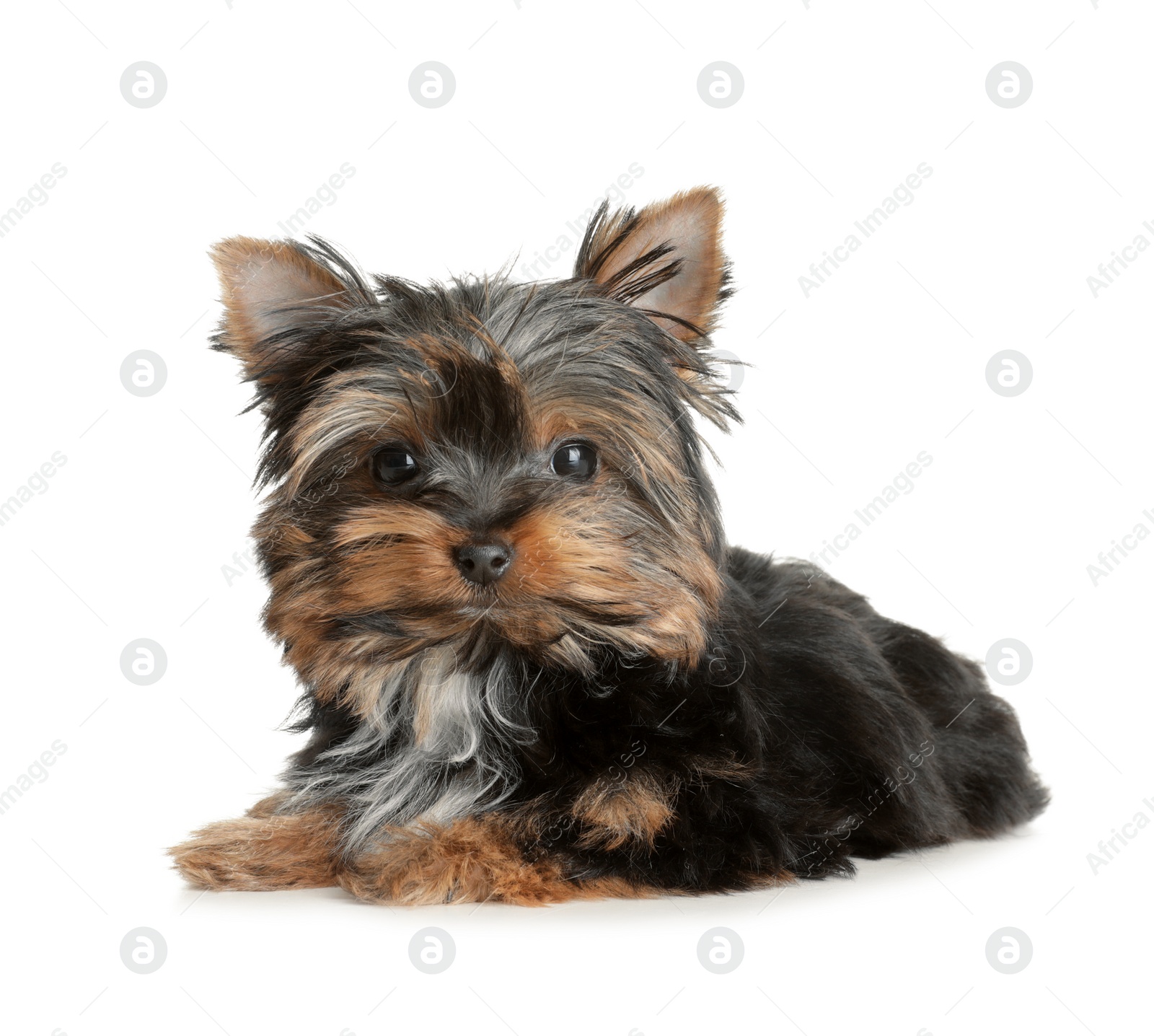 Photo of Cute Yorkshire terrier puppy on white background. Happy dog