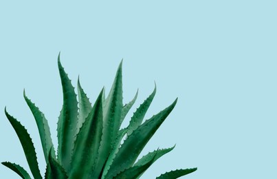 Image of Beautiful green agave plant on pale light blue background