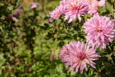 Photo of Beautiful pink chrysanthemum flowers growing in garden, space for text