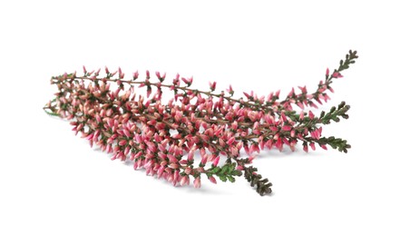 Photo of Branches of heather with beautiful flowers on white background