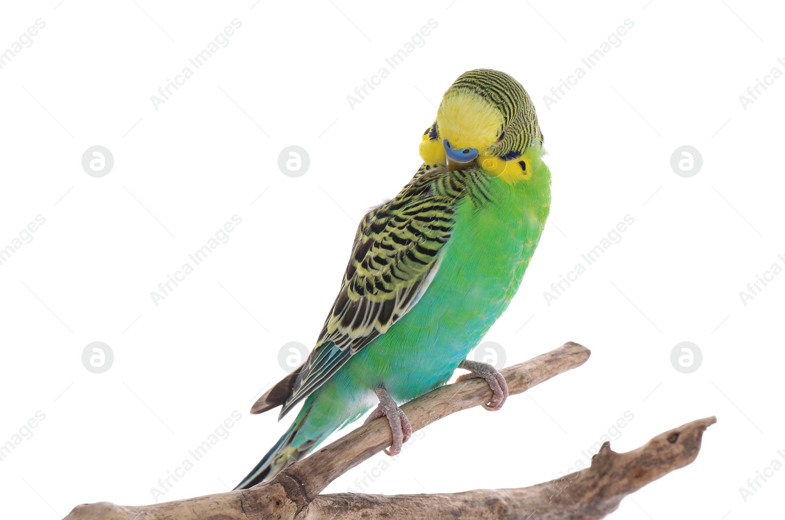 Photo of Beautiful parrot perched on branch against white background. Exotic pet