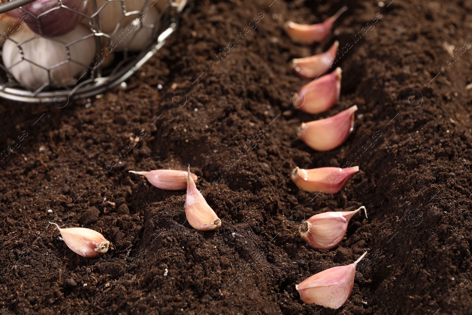 Photo of Garlic cloves in fertile soil, closeup. Vegetable planting