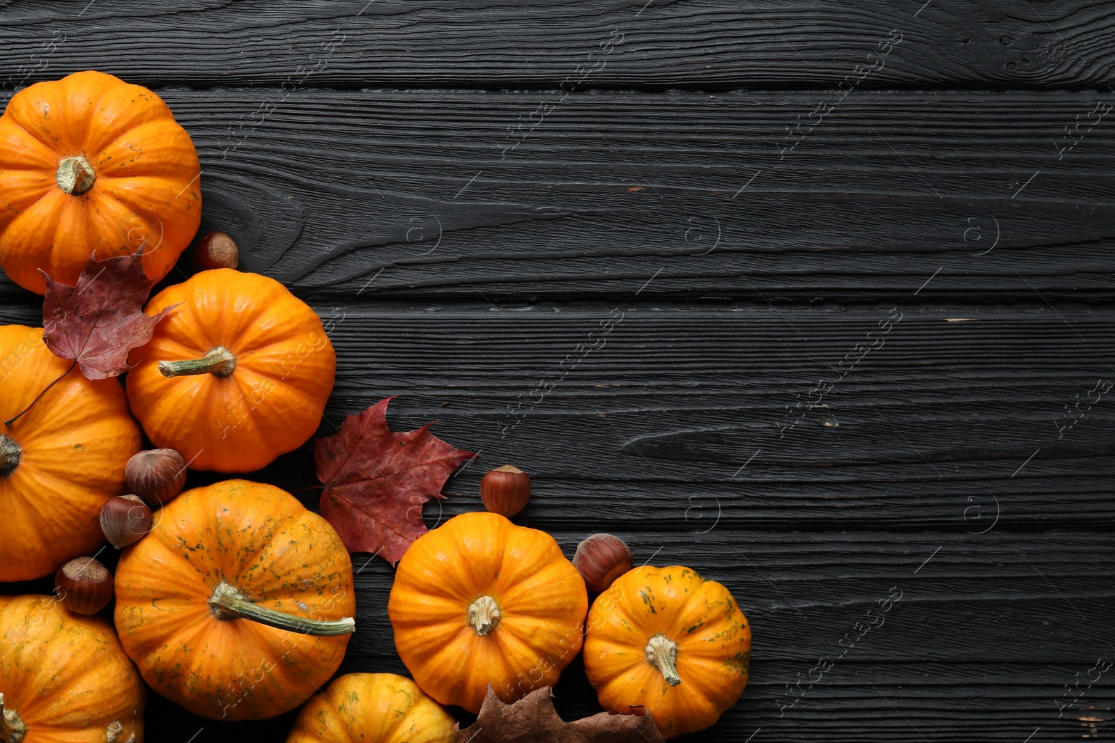 Photo of Thanksgiving day. Flat lay composition with pumpkins on black wooden table, space for text
