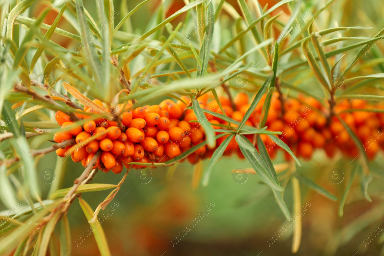 Photo of Sea buckthorn branch with ripe berries against blurred background, closeup