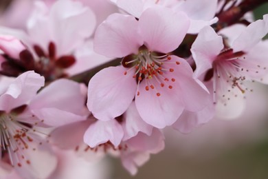 Photo of Amazing spring blossom. Closeup view of cherry tree with beautiful pink flowers outdoors