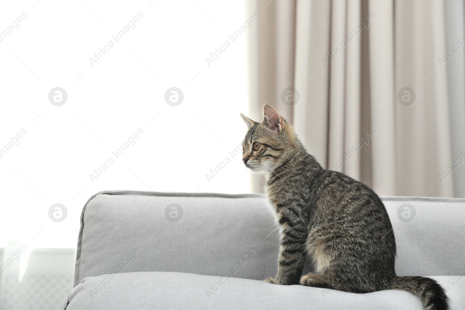 Photo of Grey tabby cat on sofa in living room, space for text. Adorable pet