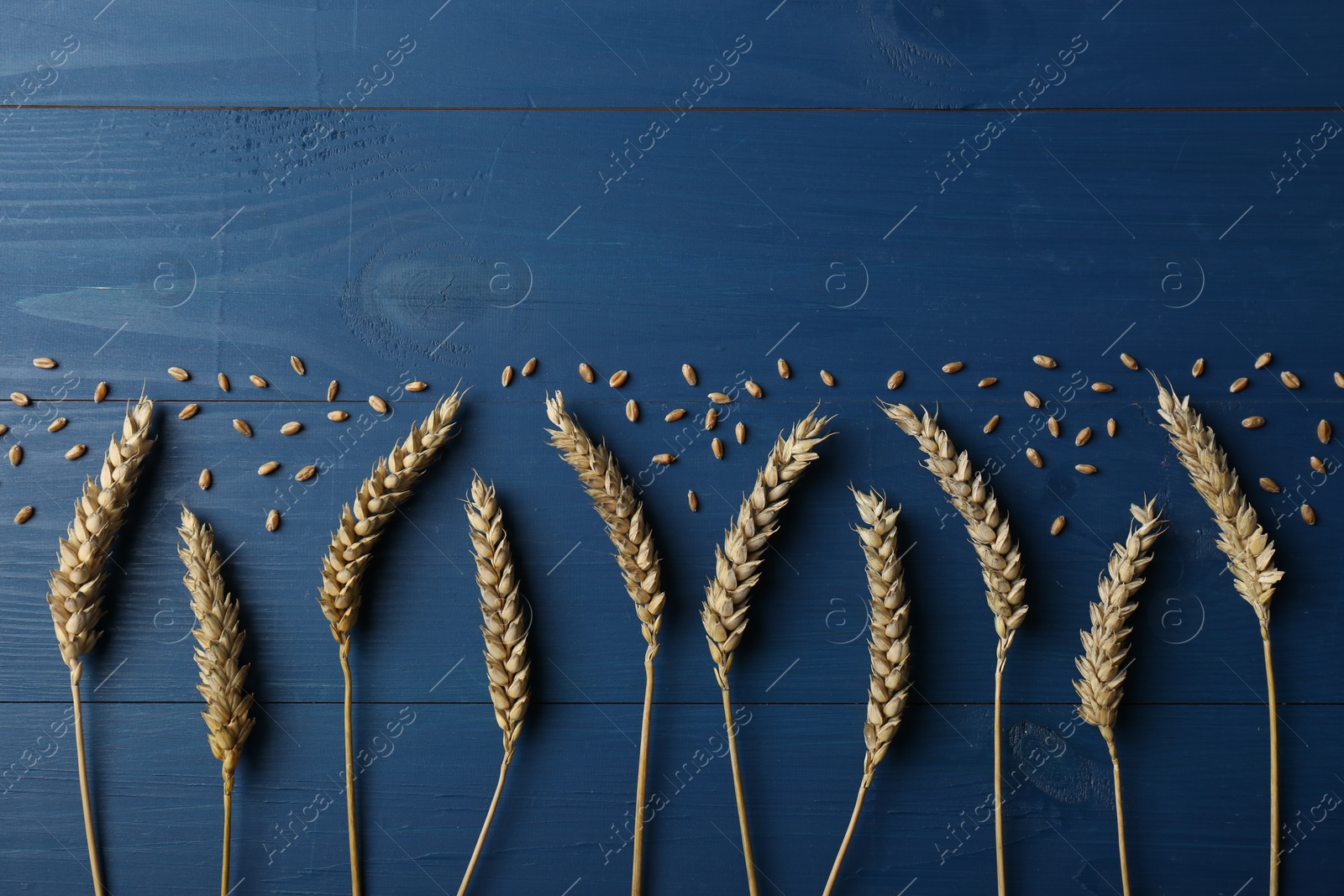 Photo of Flat lay composition with ears of wheat on blue wooden table, space for text