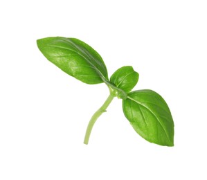 Photo of Fresh green basil leaves isolated on white