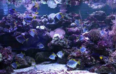 Photo of Many beautiful tropical fish in clear aquarium
