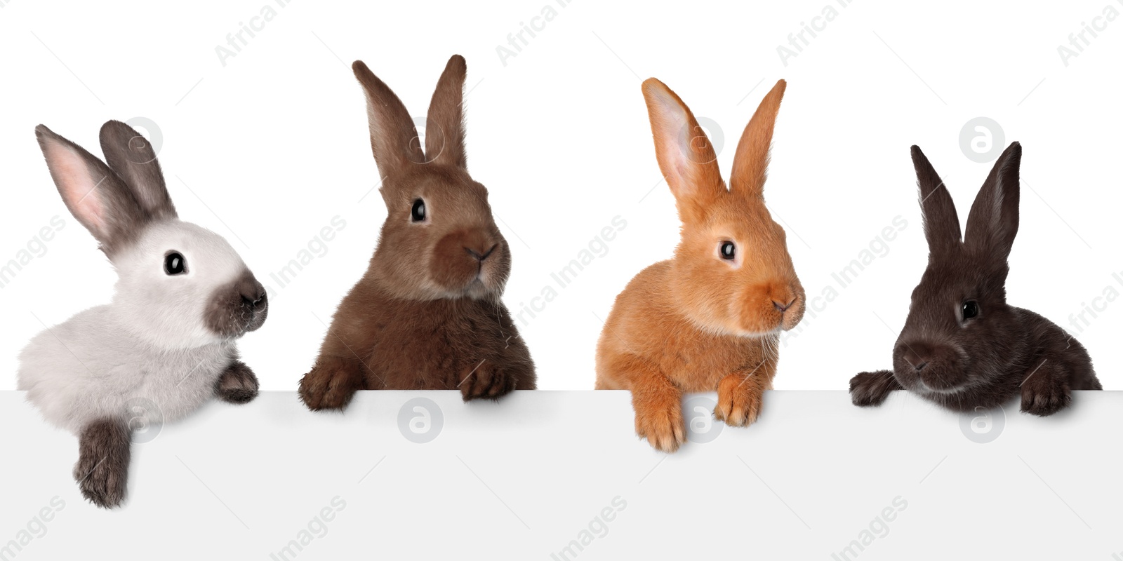 Image of Cute funny bunnies peeking out of blank banner, space for text. Easter symbol