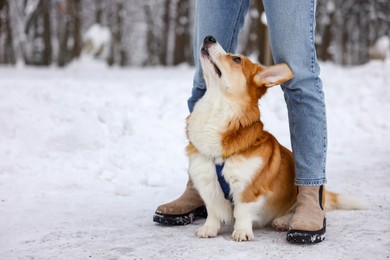 Photo of Woman with adorable Pembroke Welsh Corgi dog in snowy park, closeup. Space for text