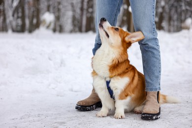 Woman with adorable Pembroke Welsh Corgi dog in snowy park, closeup. Space for text