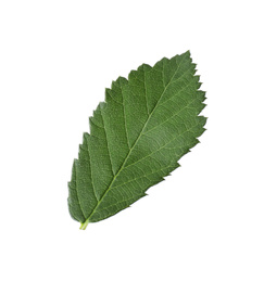 Photo of Fresh green blackberry leaf isolated on white