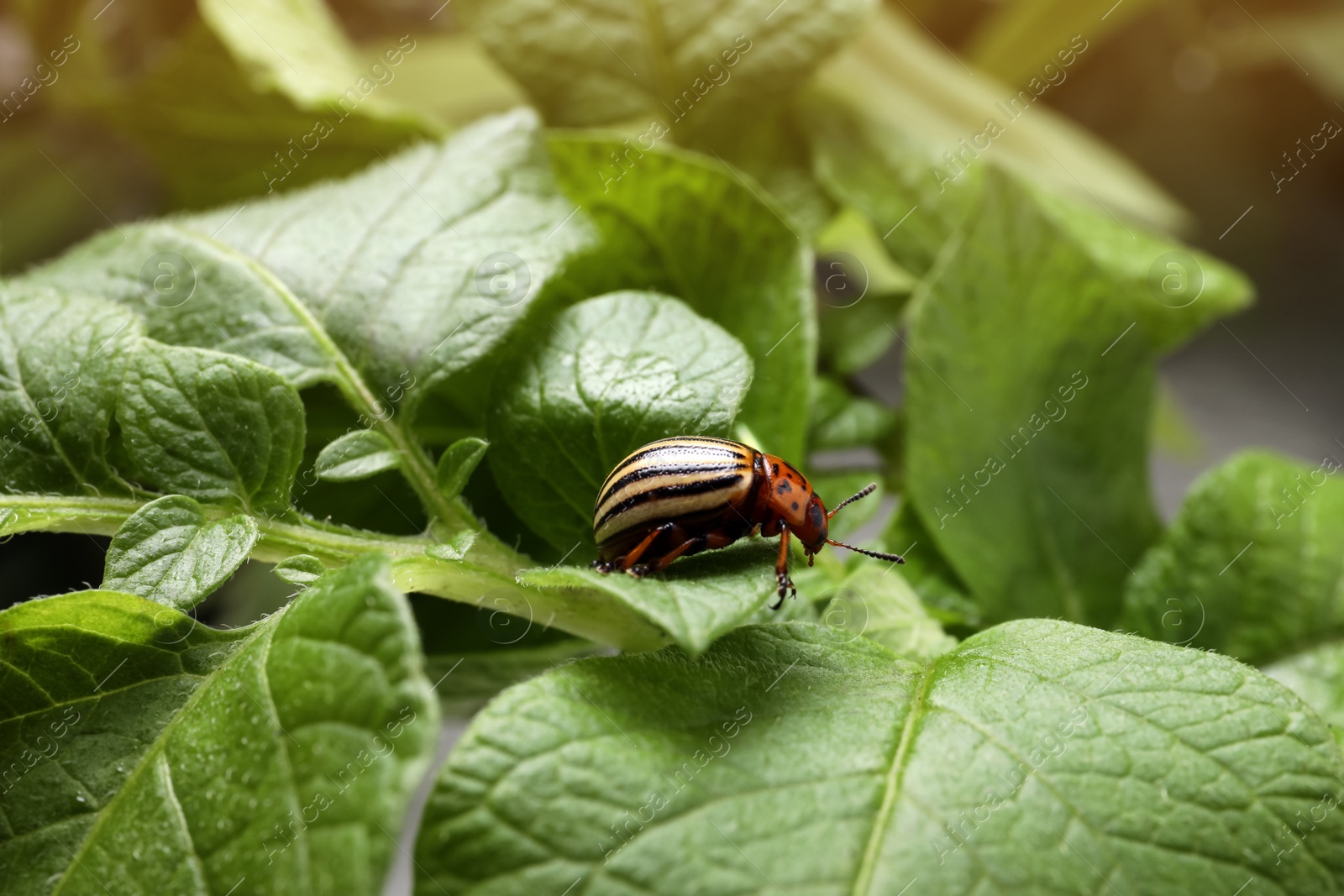 Photo of Colorado potato beetle on green plant outdoors, closeup