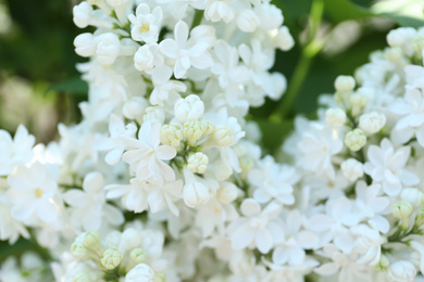 Photo of Closeup view of beautiful blooming lilac shrub with white flowers outdoors