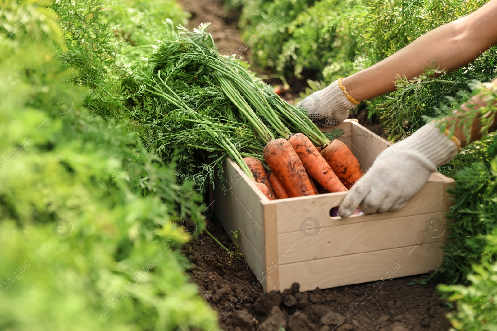 Photo of Woman holding wooden crate of fresh ripe carrots on field, closeup. Organic farming