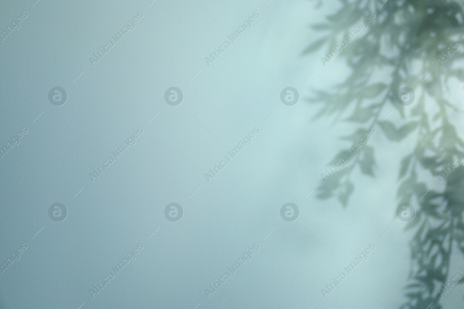 Photo of Shadow of plant branches on light background, space for text