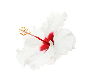 Photo of Beautiful tropical hibiscus flower isolated on white