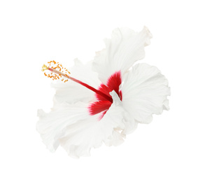 Beautiful tropical hibiscus flower isolated on white