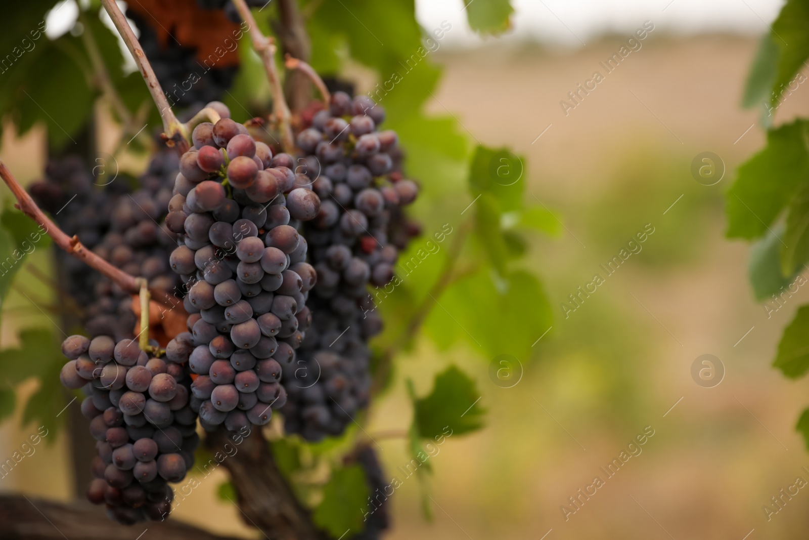 Photo of Bunch of ripe juicy grapes on branch in vineyard. Space for text