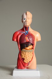 Photo of Educational human model with internal organs on white wooden table