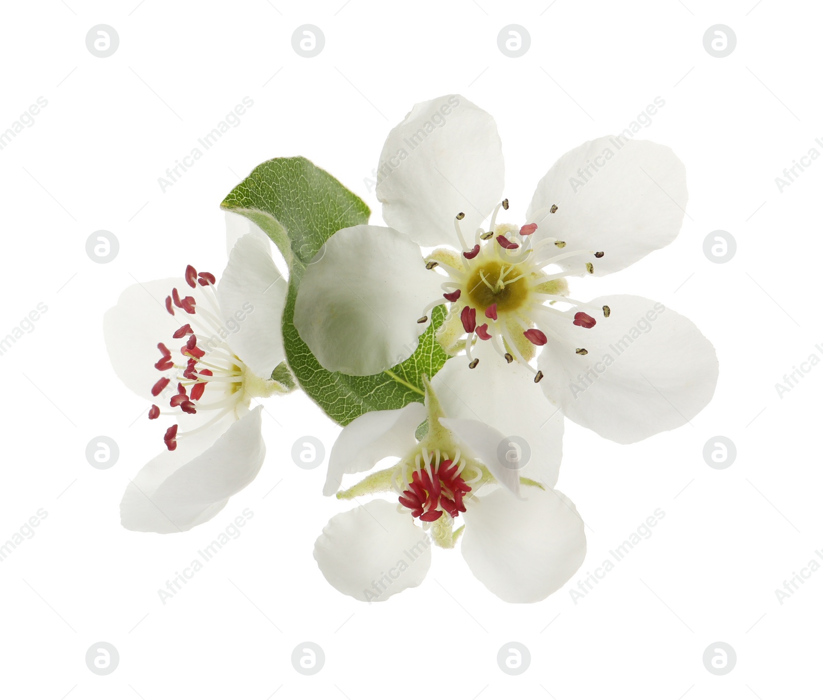 Photo of Beautiful flowers of blossoming pear tree on white background